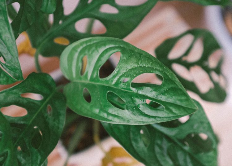 Cara Mendapatkan Tanaman Janda Bolong Yang Sedang Viral