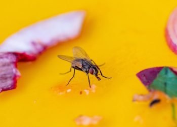 Cara Mengusir Lalat Pakai Bahan Alami